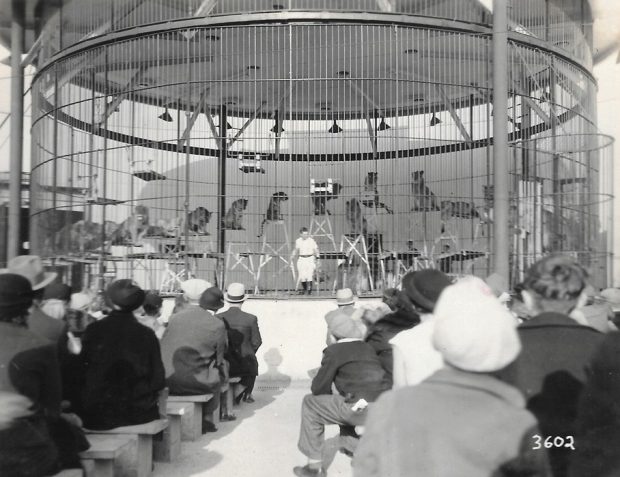 Une photo en noir et blanc de tigres de cirque dans une grande cage ronde sur une scène avec un dresseur prêt à commencer le spectacle devant l’auditoire assis