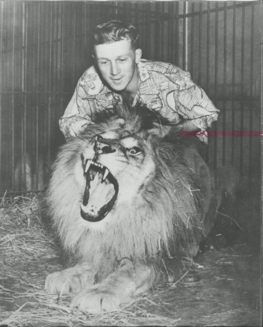 Photographie noir et blanc d’un jeune Bingo Hauser dominant son lion Simba. Le lion a la bouche grande ouverte et montre ses dents acérées