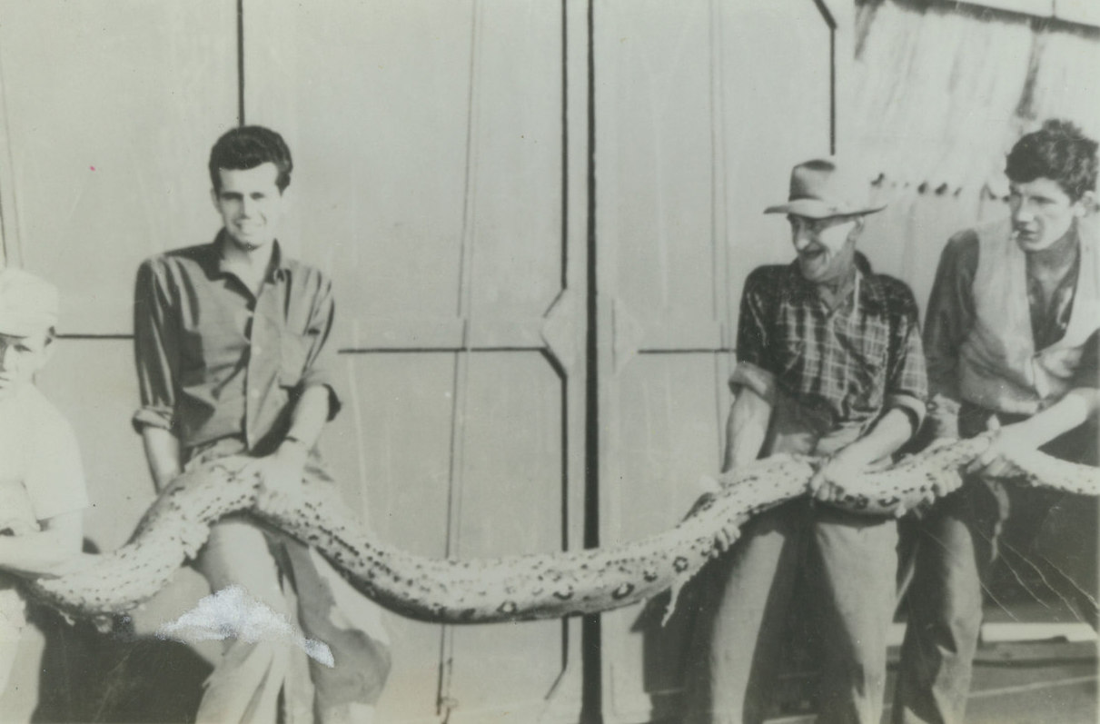 Une photo en noir et blanc de trois hommes qui tiennent un très long serpent