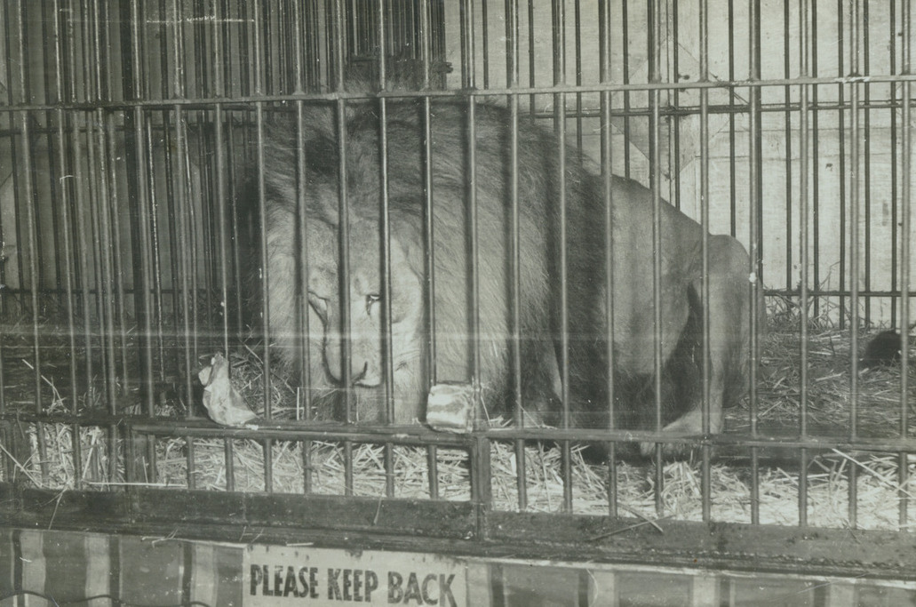 Une photo en noir et blanc d’un lion en cage, on peut lire sur l’écriteau sous la cage « Please Keep Back » ce qui signifie « Veuillez rester à distance »