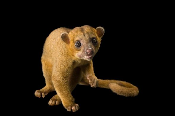 Un kinkajou à fourrure beige avec des reflets orange; il a de petites oreilles rondes, de grands yeux bruns, une queue de singe, une figure menue et une petite bouche