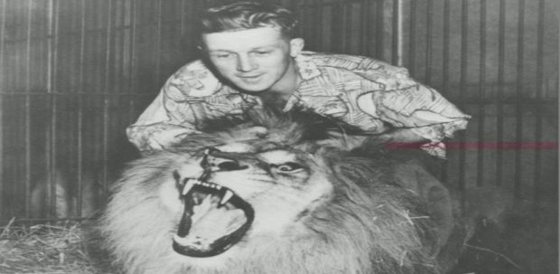 Photographie noir et blanc d’un jeune Bingo Hauser dominant son lion Simba. Le lion a la bouche grande ouverte et montre ses dents acérées