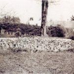 Parterres de fleurs