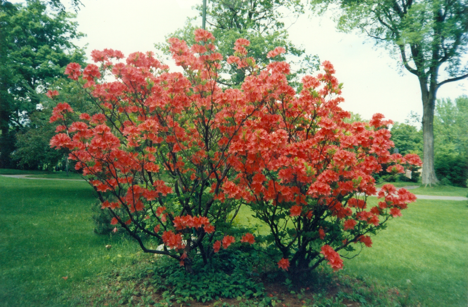 azalées rouges en pleine floraison