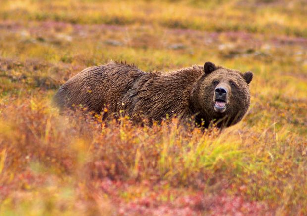 Un grand ours brun avec la fourrure emmêlée humide et le museau béant se tenant sur ses pattes dans un champ orné d’arbustes rouges, orange, jaunes et verts.
