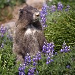 Impact des bestioles alpines sur le refuge Himmelsbach (enregistrement audio)