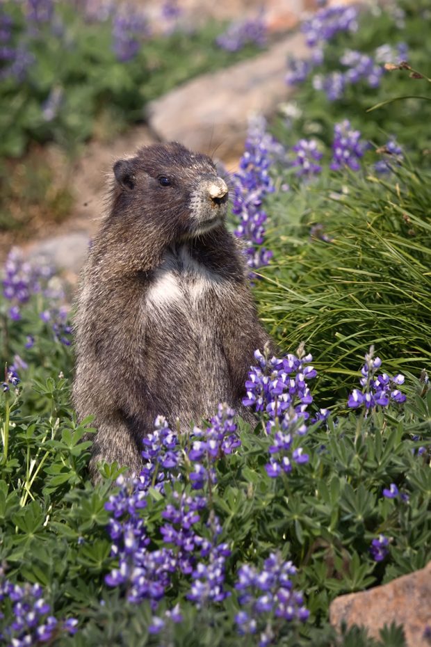 Une marmotte de couleur marron garnie d’une bande de pelage blanc sur le thorax assise sur un pré alpin au milieu de fleurs violettes et d’herbes vertes.