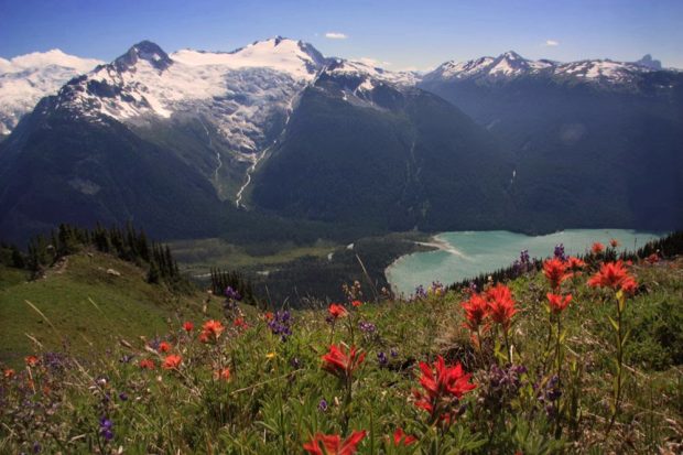 Des fleurs alpines rouges, violettes et jaunes poussent sur les pentes escarpées et sont inclinées vers l’eau bleue glaciaire du lac Cheakamus. Les pics recouverts de glace en face de la vallée miroitent au soleil.
