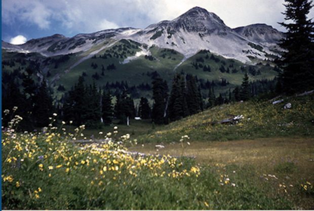 Au premier plan, la prairie est parsemée de fleurs jaunes et blanches, et des arbres vert foncé ainsi que le versant attirent le regard sur les crêtes glaciaires situées au sommet.