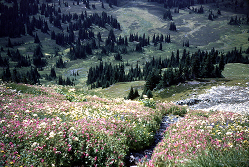 Fleurs alpines roses, blanches et jaunes écloses dans la prairie alpine verte. Des bouquets d’arbres à feuilles persistantes sont visibles au loin.
