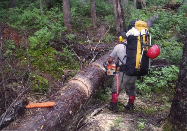 Un homme portant un protège-oreilles jaune, un sac à dos jaune et noir et un casque rouge pendant vers l’arrière est filmé en plein sciage d’un grand arbre étendu au sol.