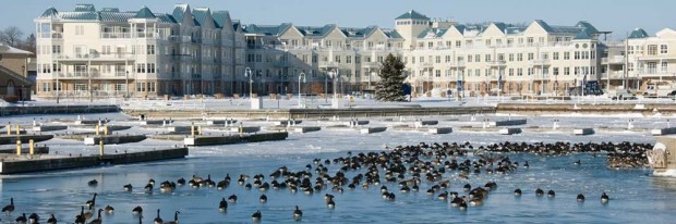  En avant-plan de cette photo panoramique, il y a l’eau bleue et de nombreuses bernaches du Canada. Derrière elles se trouvent des emplacements de bateau désertés dans l’eau glacée et, sur les berges, un condo de quatre étages, blanc avec des toits bleus.