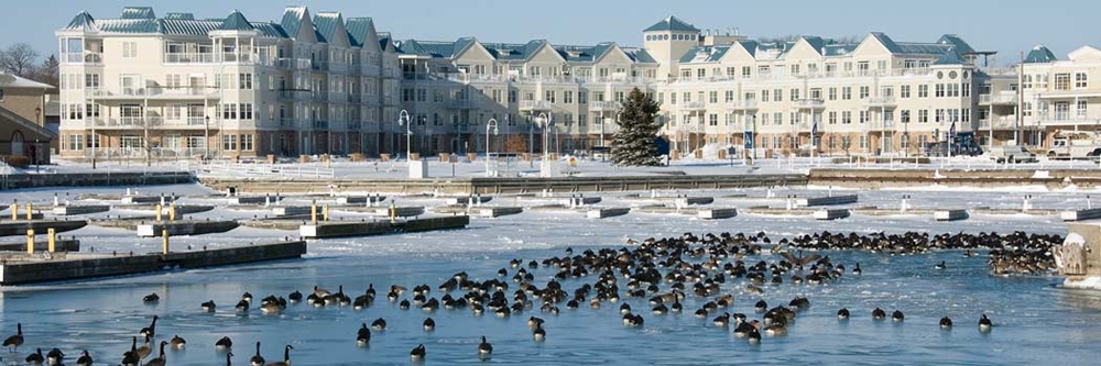  En avant-plan de cette photo panoramique, il y a l’eau bleue et de nombreuses bernaches du Canada. Derrière elles se trouvent des emplacements de bateau désertés dans l’eau glacée et, sur les berges, un condo de quatre étages, blanc avec des toits bleus.