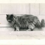 Chat persan