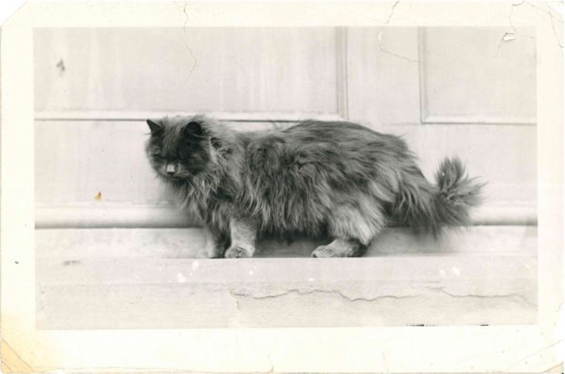 Photo de David, le petit chat persan