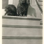 Deux chiens sur les marches de la Mission