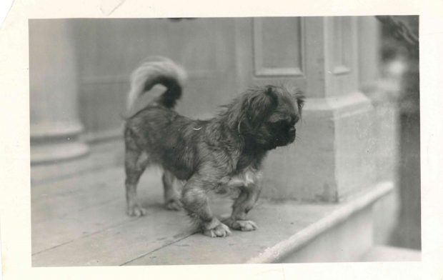 Photo d’un chien sur les marches de la Mission