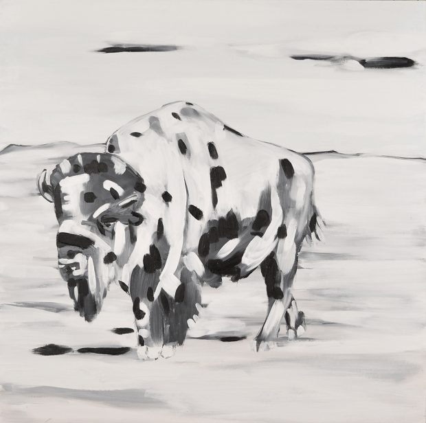 Image contrastée en noir et blanc d’un seul bison dans un champ. Le bison est surtout blanc avec quelques points noirs. 