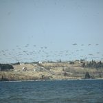 Les bernaches du Canada survolent Long Hill