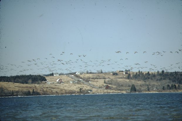 Bernaches du Canada survolant l’eau.