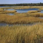 Le marais salé, Cole Harbour