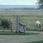 Grand-Pré, Nouvelle-Écosse