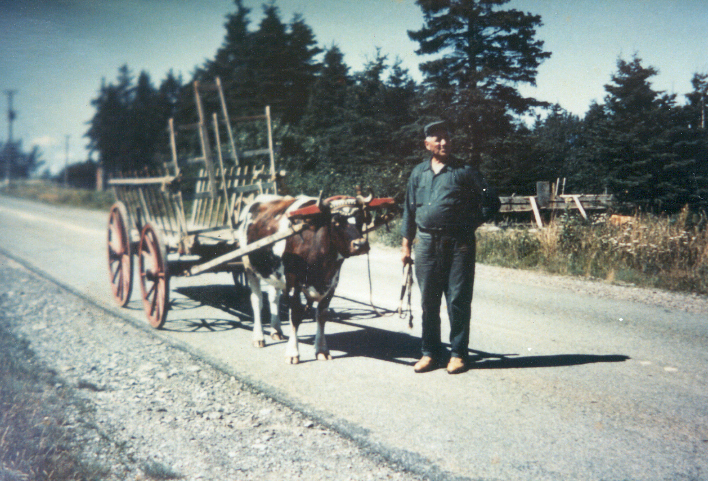 John LaPierre et son bœuf sur la route