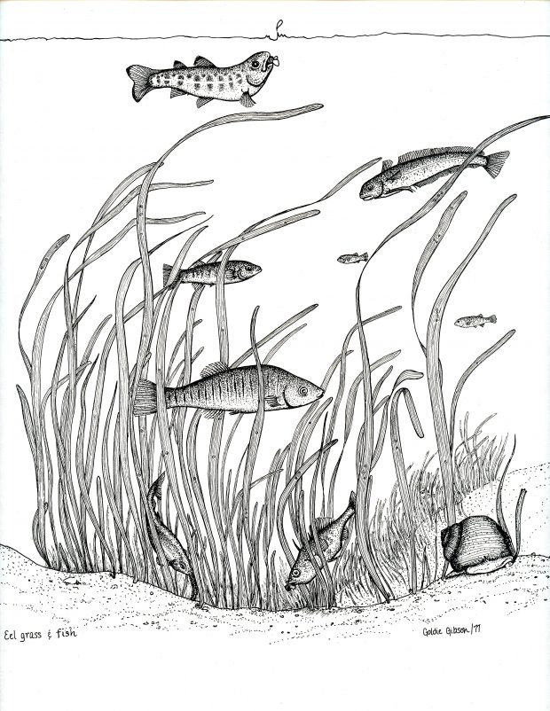 Dessin à main levée d’un poisson du marais salé