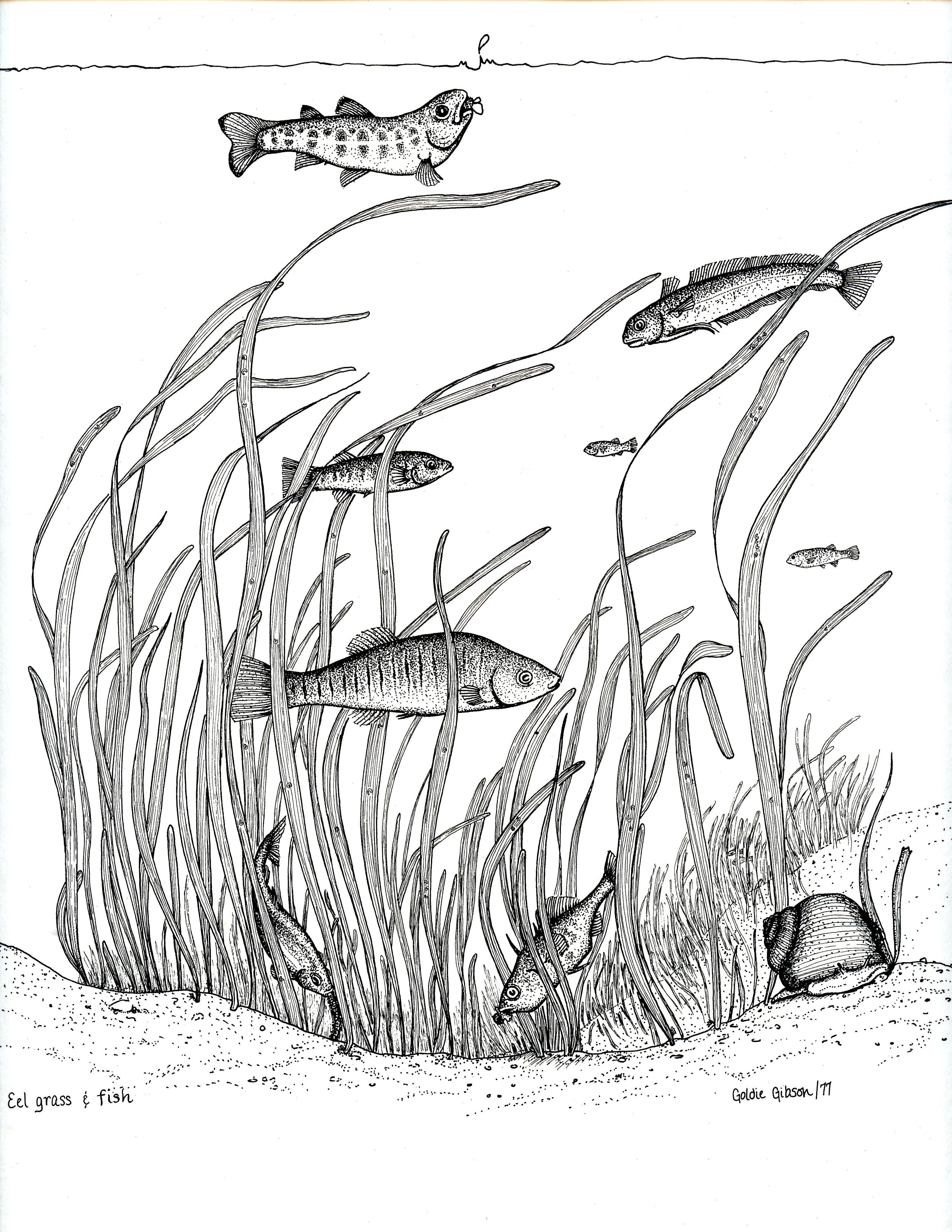 Dessin à main levée d’un poisson du marais salé