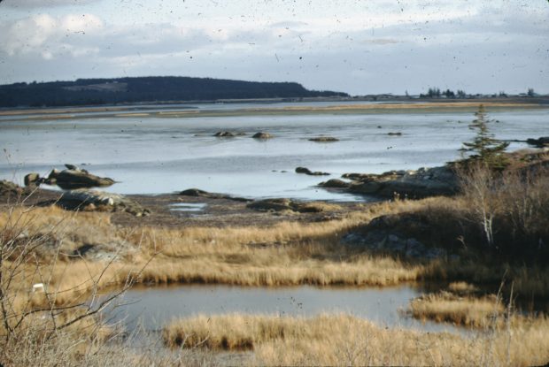 Le marais salé de Cole Harbour