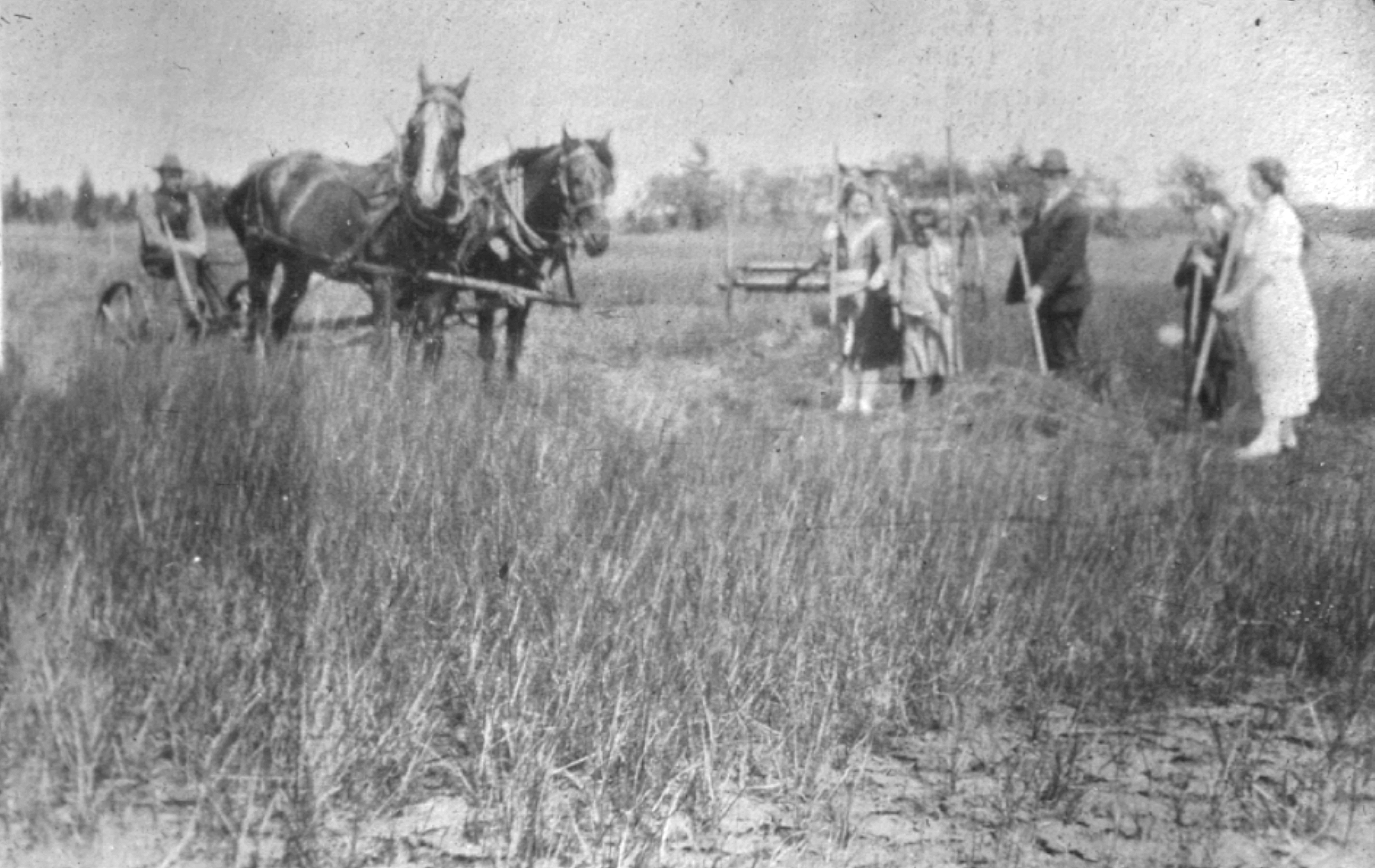 Un groupe de personnes coupe du foin et une personne est assise sur une tondeuse tirée par un cheval.