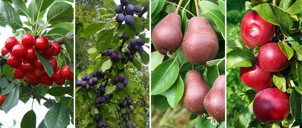 Cerises, prunes, poires et pommes à l'arbre