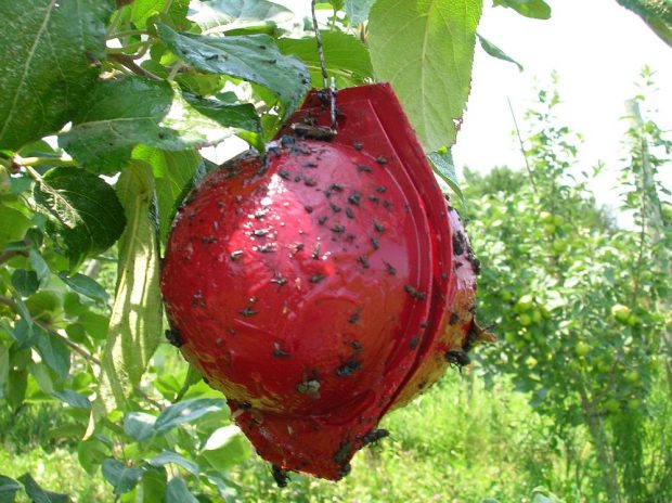 Boule engluée pour attraper les mouches à fruits