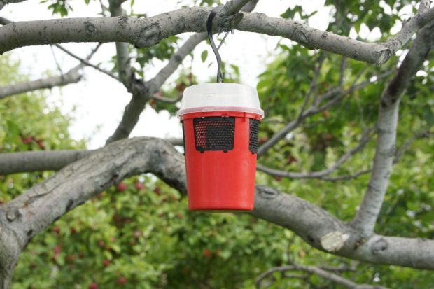 Contenant suspendu à une branche d'arbre