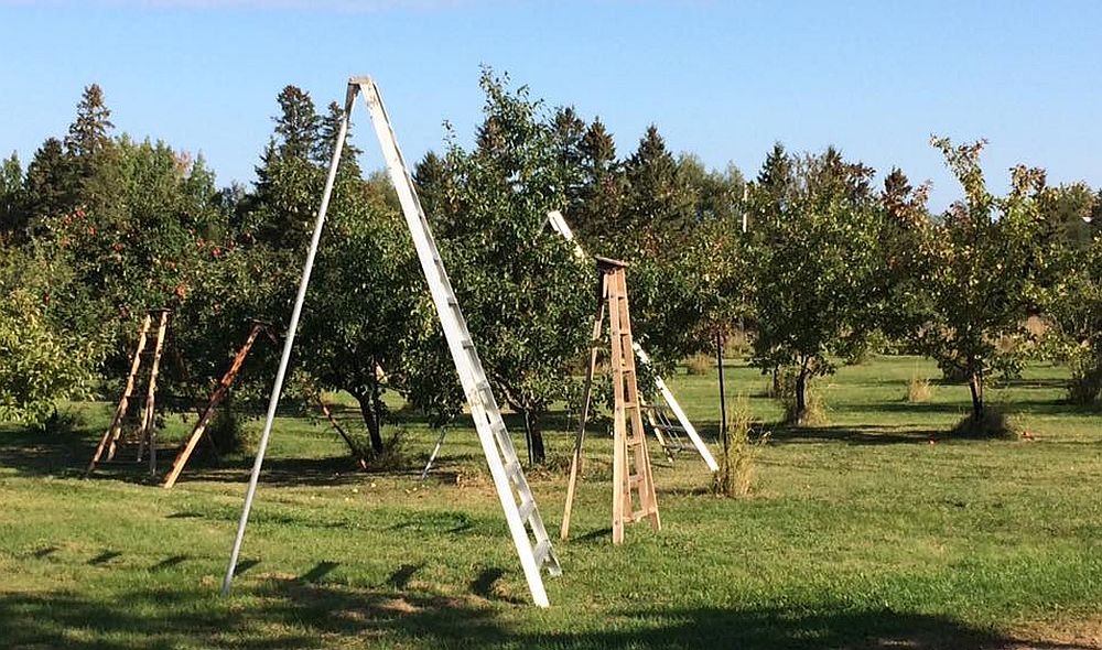 Échelle à trois pattes pour cueilleurs près d'arbres fruitiers
