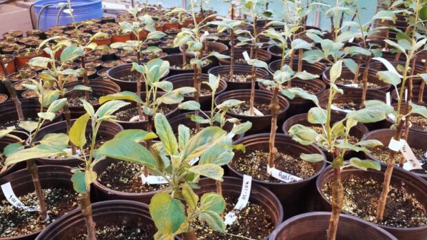 Des dizaines de greffes de pommiers et poires en pots individuels
