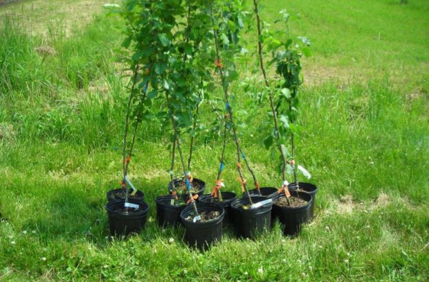 Pommiers greffés âgés de quelques années en pots individuels