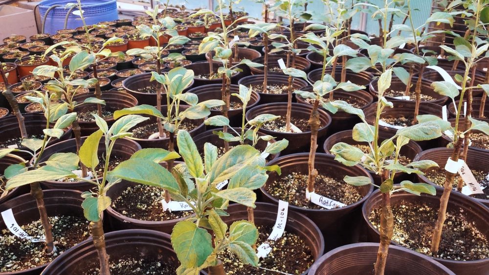 Des dizaines de greffes de pommiers et poires en pots individuels