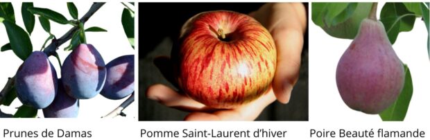 Prunes de Damas, pomme Saint-Laurent d'hiver, poire Beauté flamande