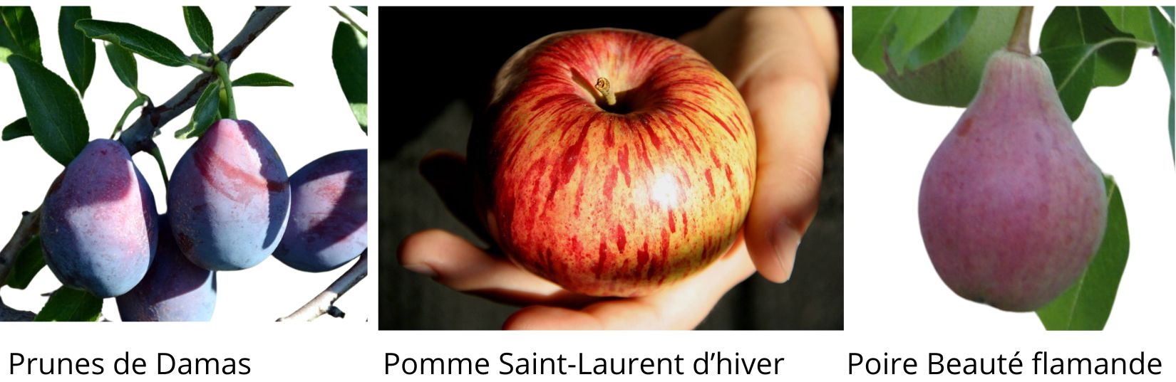Prunes de Damas, pomme Saint-Laurent d'hiver, poire Beauté flamande