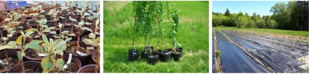 Trois photos de l'évolution de greffes d'arbres fruitiers