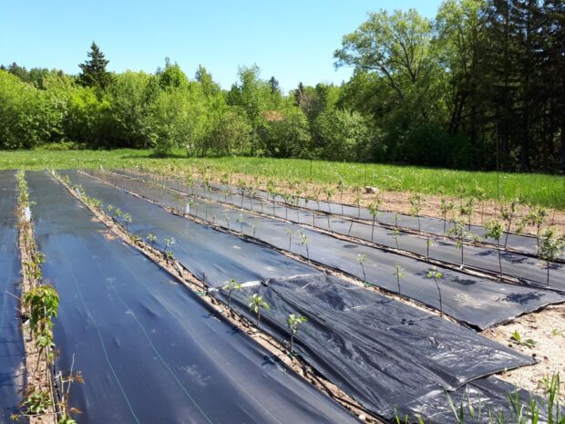 Jeunes arbres fruitiers plantés dans un champ