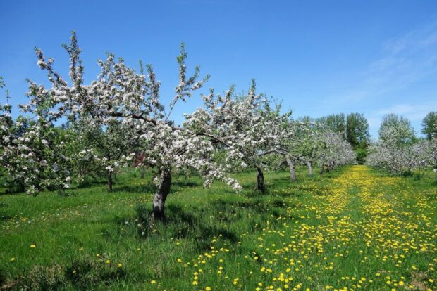 Rangées d'arbres fruitiers en fleur dans un verger