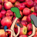 Beaucoup de pommes avec les jambes de deux personnes tombées dedans