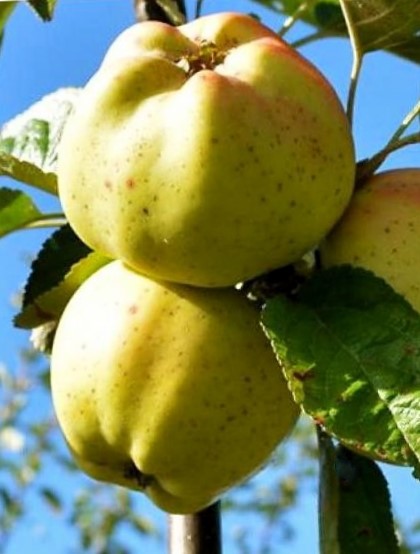 Trois pommes blanches à un arbre