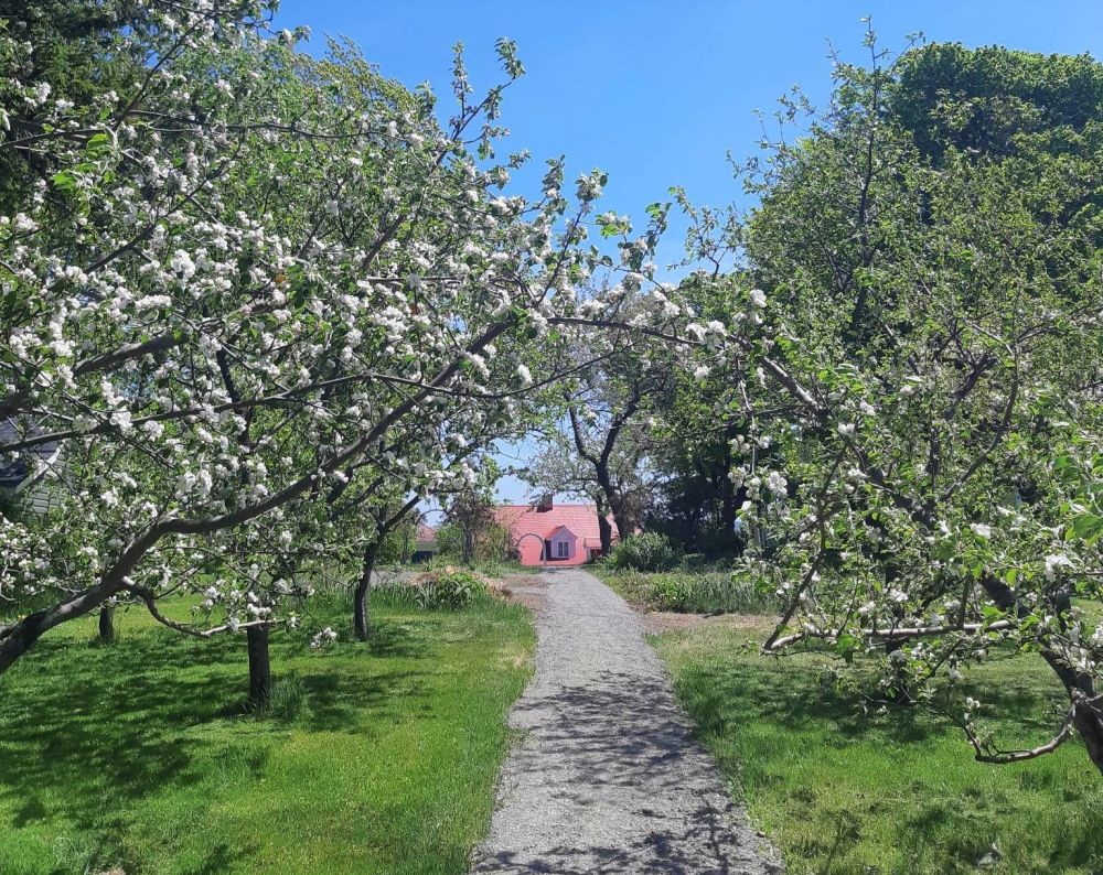 Une allée bordée d'arbres fruitiers en fleur, au fond le toit rouge d'une maison