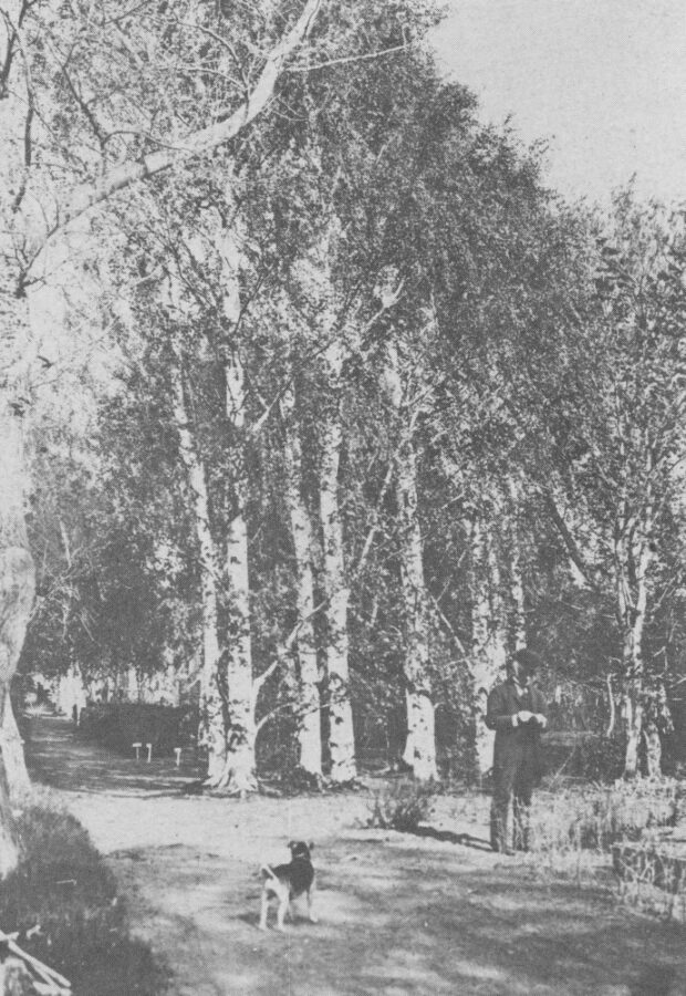 Un homme et son chien dans un sentier au travers des arbres matures