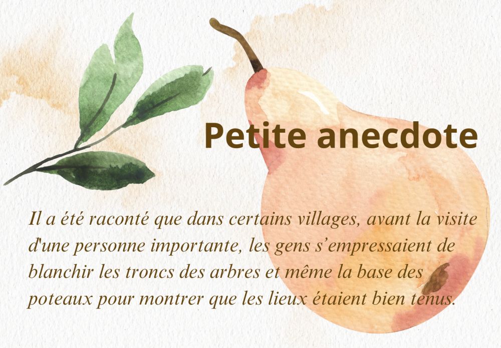 Anecdote sur carton illustré d'une poire et de feuilles à l'aquarelle