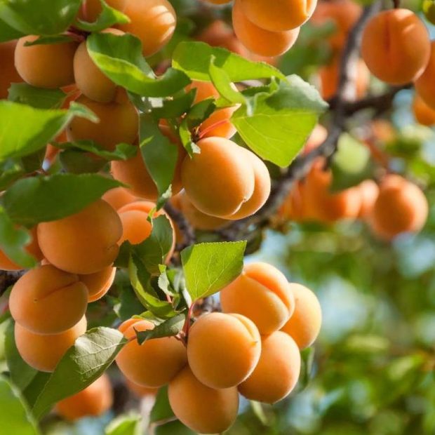 Une branche chargée d'abricots