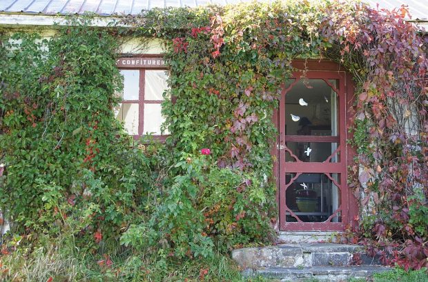 Une porte moustiquaire et une fenêtre anciennes entourées de vigne